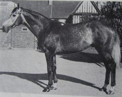 stallion Abwah xx (Thoroughbred, 1969, from Abernant xx)