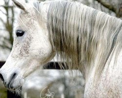 stallion Abusir Pasha EAO (Arabian thoroughbred, 2000, from Abbas Pasha I ox)