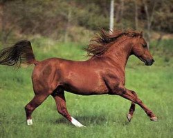 stallion Abul Beka (Arabian,  , from Garbo ox)