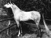 stallion Abu Azmi ox (Arabian thoroughbred, 1979, from Kaidal II ox)