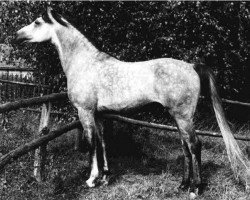 stallion Abu Azmi ox 1405 (Arabian thoroughbred, 1979, from Kaidal II ox 3392)