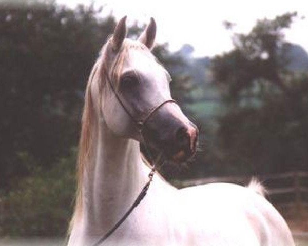 stallion Abu Arab EAO (Arabian thoroughbred, 1990, from Ibn Amaal ox)