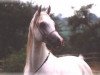 stallion Abu Arab EAO (Arabian thoroughbred, 1990, from Ibn Amaal ox)