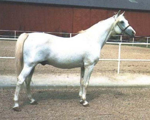 stallion Abu Ali ox (Arabian thoroughbred, 1965, from Gwarny ox)