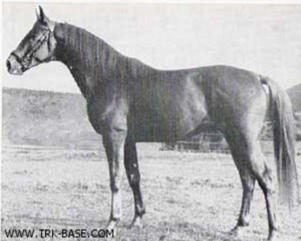 stallion Absynth (Trakehner, 1962, from Julmond)