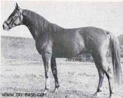 stallion Absynth (Trakehner, 1962, from Julmond)