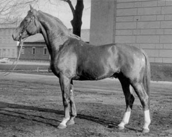 stallion Absurd (Hanoverian, 1959, from Abglanz)