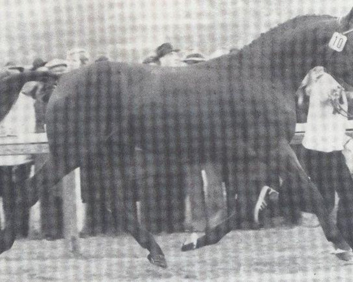 stallion Absud (Hanoverian, 1977, from Absatz)