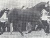 stallion Absud (Hanoverian, 1977, from Absatz)
