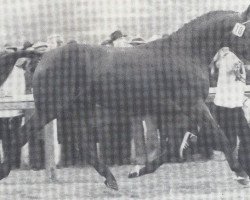 stallion Absud (Hanoverian, 1977, from Absatz)