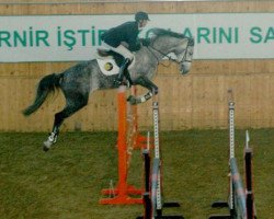 jumper Absheron Mnm (Zangersheide riding horse, 2006, from Caretano Z)