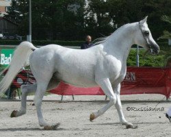 stallion Absent ox (Arabian thoroughbred, 1988, from Balaton 1982 ox)