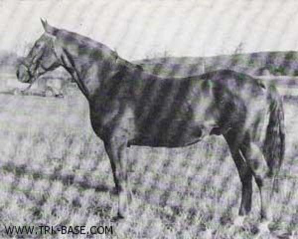 stallion Abschlag (Trakehner, 1967, from Schabernack)