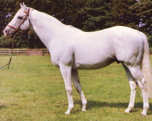 stallion Absalom xx (Thoroughbred, 1975, from Abwah xx)