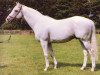 stallion Absalom xx (Thoroughbred, 1975, from Abwah xx)