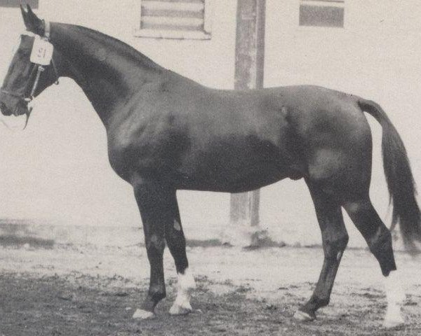 Pferd Abruf (Westfale, 1959, von Abenteurer)