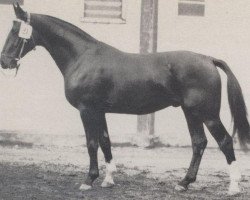 horse Abruf (Westphalian, 1959, from Abenteurer)