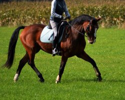 dressage horse Cascada Girl (Westfale, 2008, from Cosmo-Pilot)