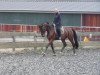 dressage horse Dry Pepper Lu (Rhinelander, 2005, from Dancing Dynamite)