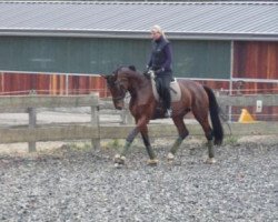 dressage horse Dry Pepper Lu (Rhinelander, 2005, from Dancing Dynamite)