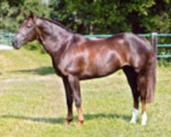 Springpferd Abrek van La Roche (Österreichisches Warmblut, 1998, von Abrek-17)