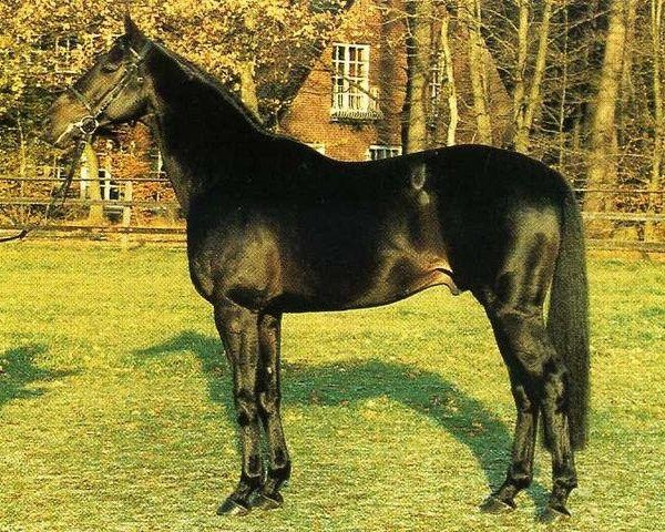 stallion Abrastos xx (Thoroughbred, 1980, from Arratos xx)