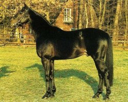 stallion Abrastos xx (Thoroughbred, 1980, from Arratos xx)