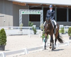 dressage horse Crossfire 9 (Hanoverian, 2003, from Compliment)