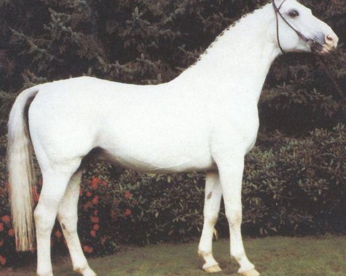 stallion Abraham (Hanoverian, 1972, from Absatz)