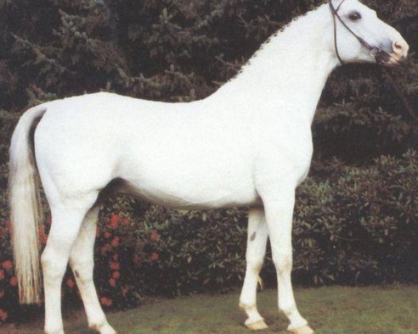 stallion Abraham (Hanoverian, 1972, from Absatz)