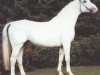 stallion Abraham (Hanoverian, 1972, from Absatz)