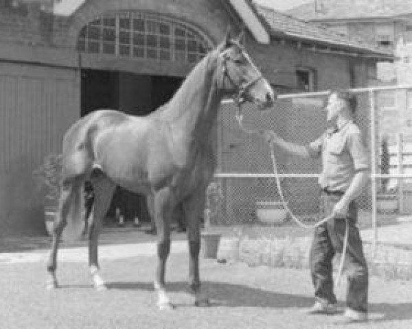 stallion Aboukir II xx (Thoroughbred, 1952, from Gold Nib xx)