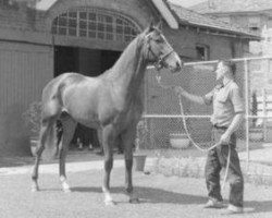 stallion Aboukir II xx (Thoroughbred, 1952, from Gold Nib xx)