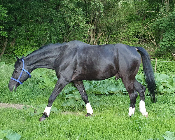 horse Windsors Joker (Württemberger, 2002, from Weltbürger)