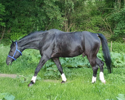 horse Windsors Joker (Württemberger, 2002, from Weltbürger)