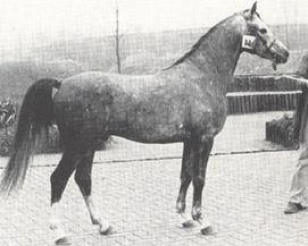 stallion Abishag ox (Arabian thoroughbred, 1973, from Diamant ox)