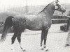 stallion Abishag ox (Arabian thoroughbred, 1973, from Diamant ox)