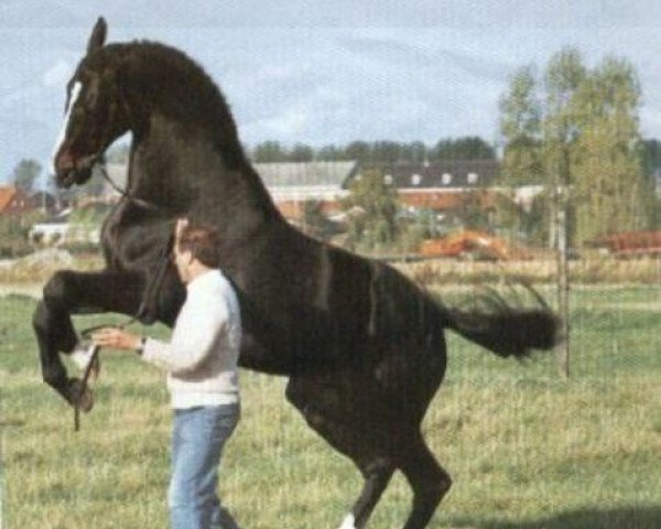 stallion Abiran xx (Thoroughbred, 1969, from Abdos xx)