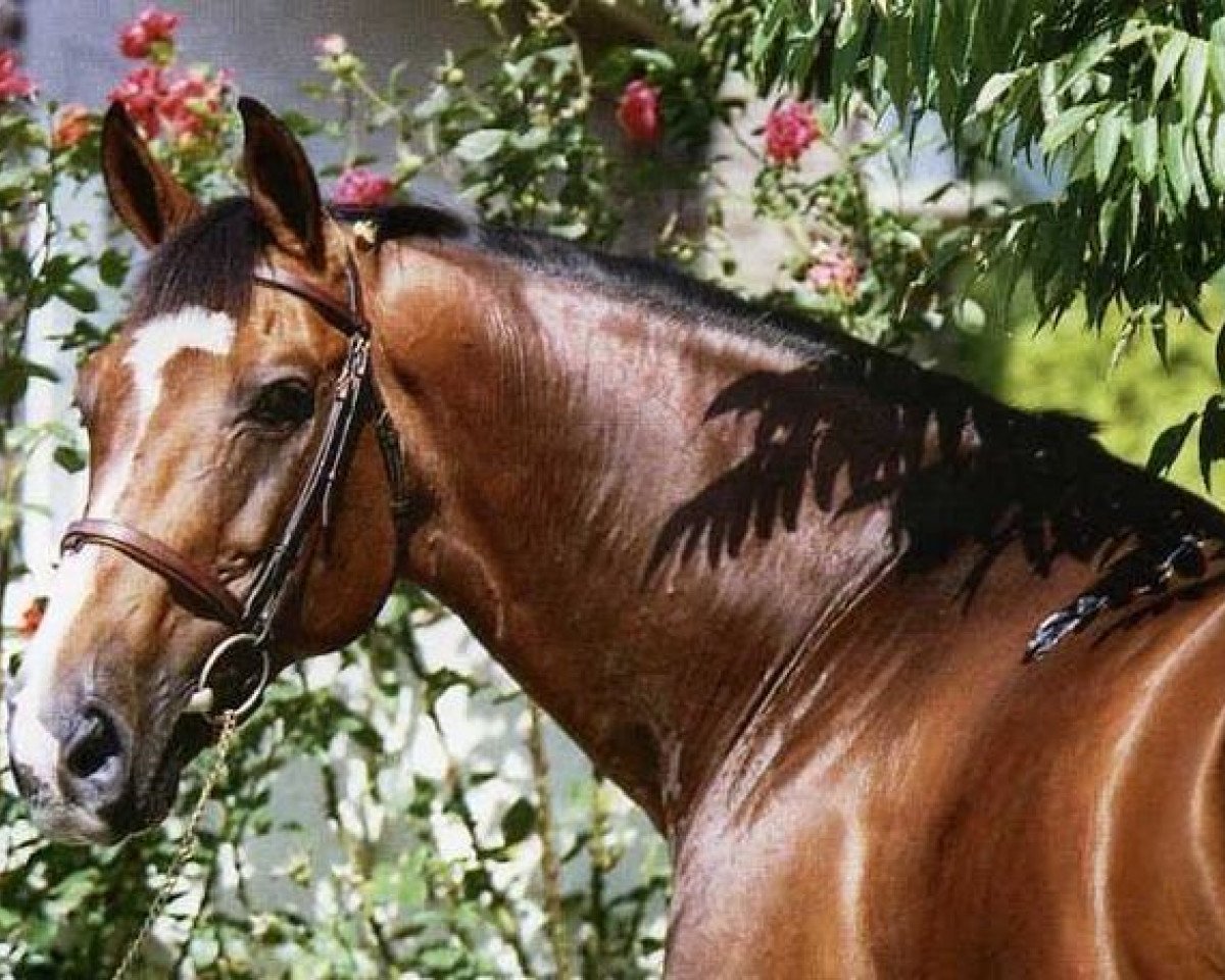 stallion Papillon Rouge (Selle Français, 1981, from Jalisco B)