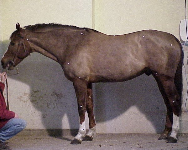stallion Groom IV (Selle Français, 1994, from Papillon Rouge)