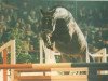 stallion Loradus (Holsteiner, 1993, from Lord Calando)