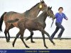 broodmare H-Lifetime (Holsteiner, 1993, from Lord)