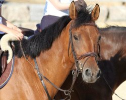 jumper Keep Smiling 26 (German Riding Pony, 2003, from King Bjuti)