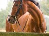 jumper Kendra 7 (Oldenburg show jumper, 2004, from Kannan)