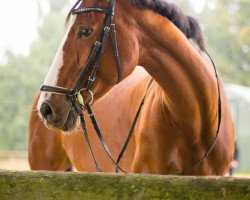 jumper Kendra 7 (Oldenburg show jumper, 2004, from Kannan)