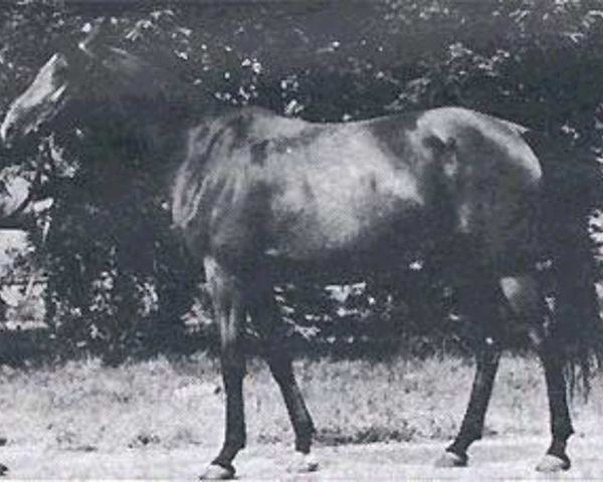 broodmare Abhazja ox (Arabian purebred, 1956, from Omar II ox)