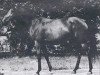 broodmare Abhazja ox (Arabian thoroughbred, 1956, from Omar II ox)