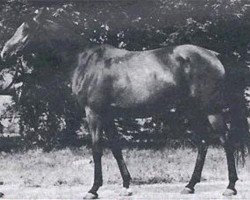 broodmare Abhazja ox (Arabian thoroughbred, 1956, from Omar II ox)