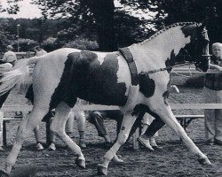 stallion Abgott's Pt. Joe (Pinto / Hunter, 1986, from Abgott's Jonny)