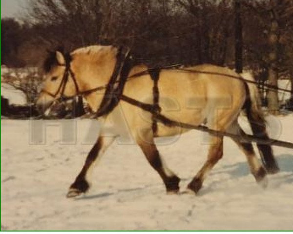 stallion Musse Pigg 131 SWE (Fjord Horse, 1981, from Klipper)